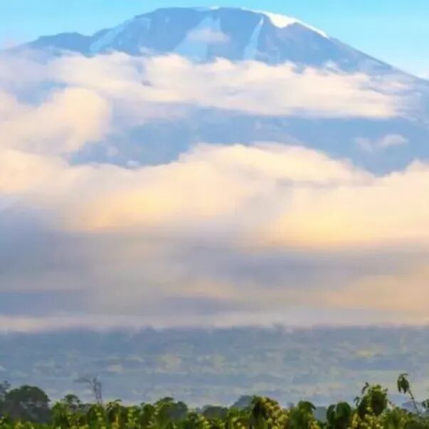 Một trong ba ông lớn cà phê châu Phi, Tanzania có những đặc điểm gì?