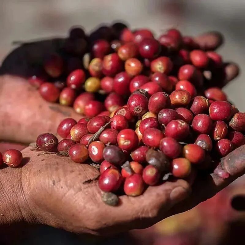 Tại sao hầu hết hạt cà phê Ethiopia lại có hình dạng khác nhau?