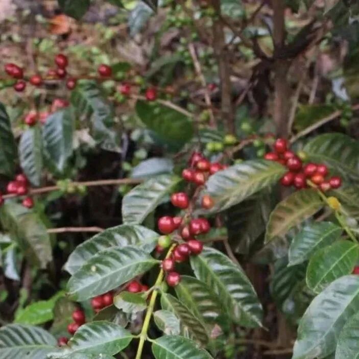 Sự khác biệt giữa Geisha trồng ở Costa Rica và Panama là gì?