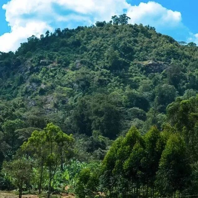 Cà phê Colombia và cà phê Brazil khác nhau như thế nào?