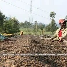 Cà phê Yirgacheffe Ethiopia với các phương pháp chế biến khác nhau có hương vị gì?