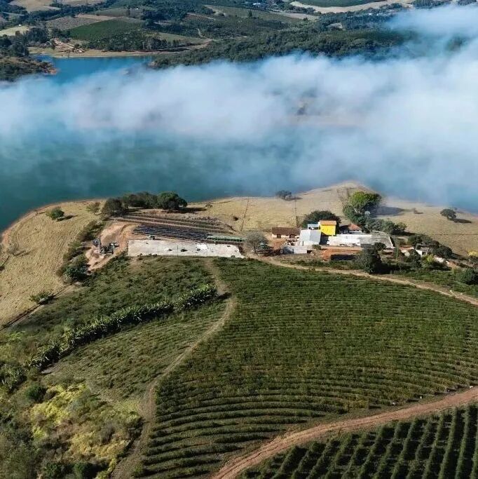 Tại sao cà phê Brazil có hương vị hạt dẻ đậm?