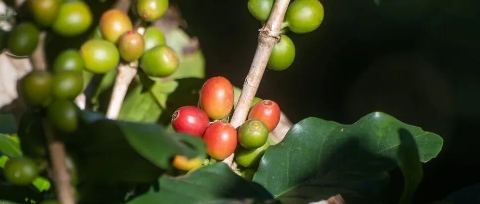 Độ cao ảnh hưởng đến hương vị cà phê như thế nào?