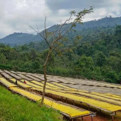 Tại sao cà phê Ethiopia lại có hương vị trái cây?