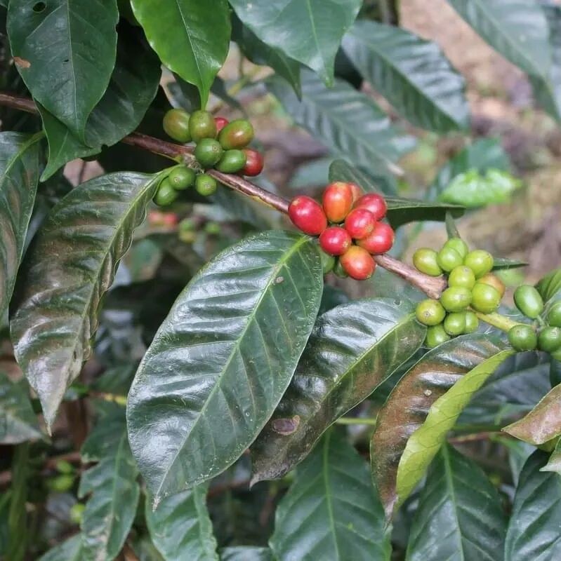 Tại sao Geisha Panama có hương vị độc đáo?