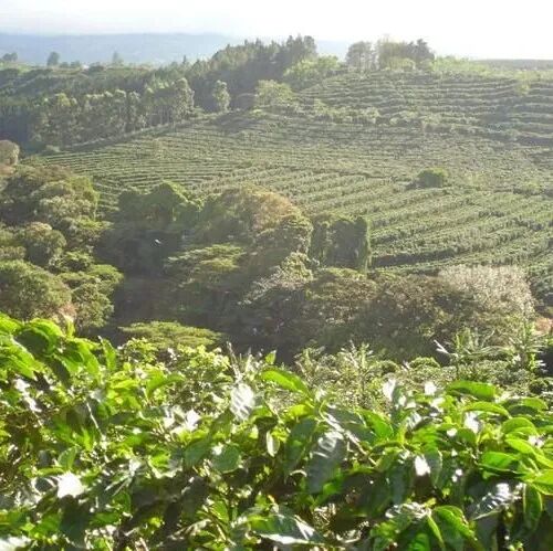 Vì sao cà phê Colombia có hương vị phong phú?