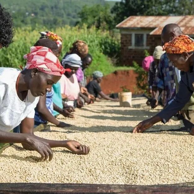 Sự khác biệt giữa AA và AA TOP trong cà phê Kenya là gì