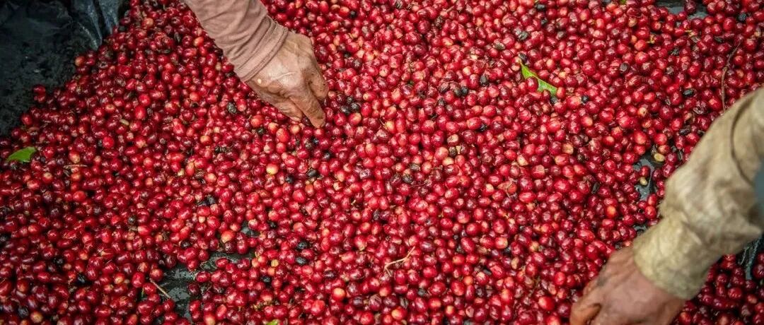 Đấu giá cà phê trực tuyến là gì? Đấu giá cà phê có tác dụng gì?