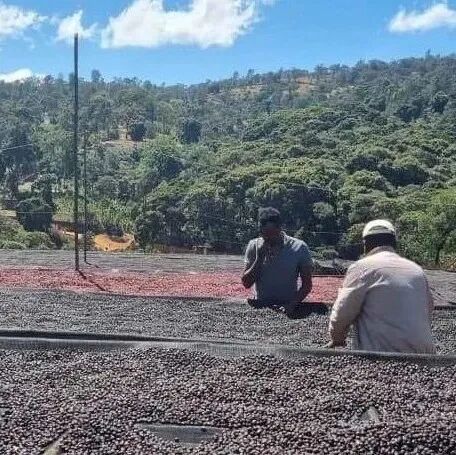 Hoa Khôi có phải là một giống cà phê không? Hambela và Hoa Khôi có mối quan hệ gì?