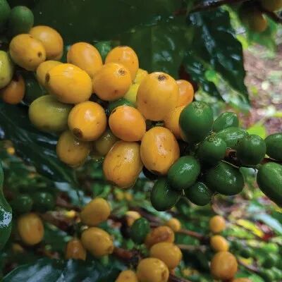 Brazil chủ yếu trồng Bourbon đỏ phải không? Tại sao Bourbon vàng khi chín lại không có màu đỏ?