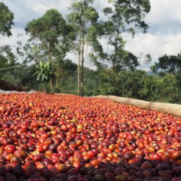 Kế hoạch Anh Đào Đỏ được triển khai ở những vùng trồng cà phê nào tại Ethiopia?