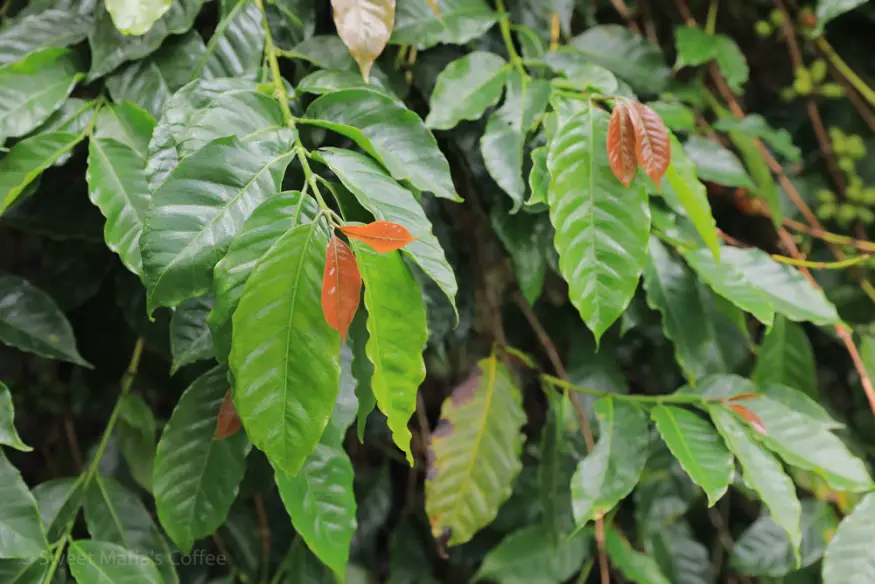 Gợi ý cà phê rang đậm｜Ba vùng trồng cà phê lớn của Indonesia ở đâu? Đặc trưng của cà phê Sumatra là gì? Mandheling có phải là giống cà phê không?