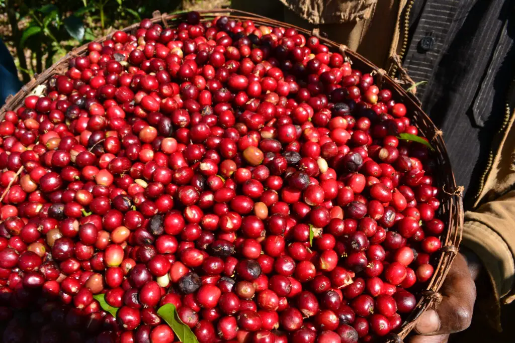 Câu chuyện nguồn gốc Yirgacheffe | Cà phê Ethiopia có những đặc điểm hương vị nào? Cách pha cà phê Yirgacheffe Gotiti washed bằng phương pháp pour over?