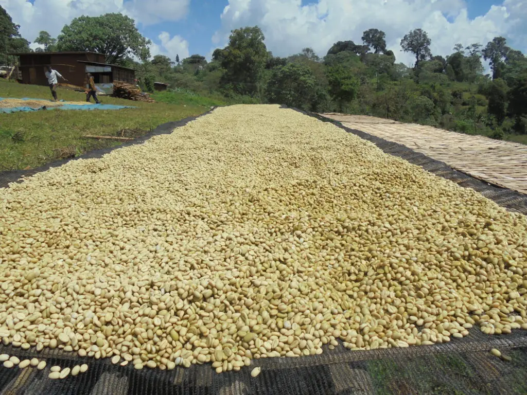 Hương vị vùng trồng Yirgacheffe｜Yirgacheffe Ethiopia chế biến ướt và chế biến khô khác nhau thế nào? Hạt cà phê Yirgacheffe chế biến ướt rang như thế nào?