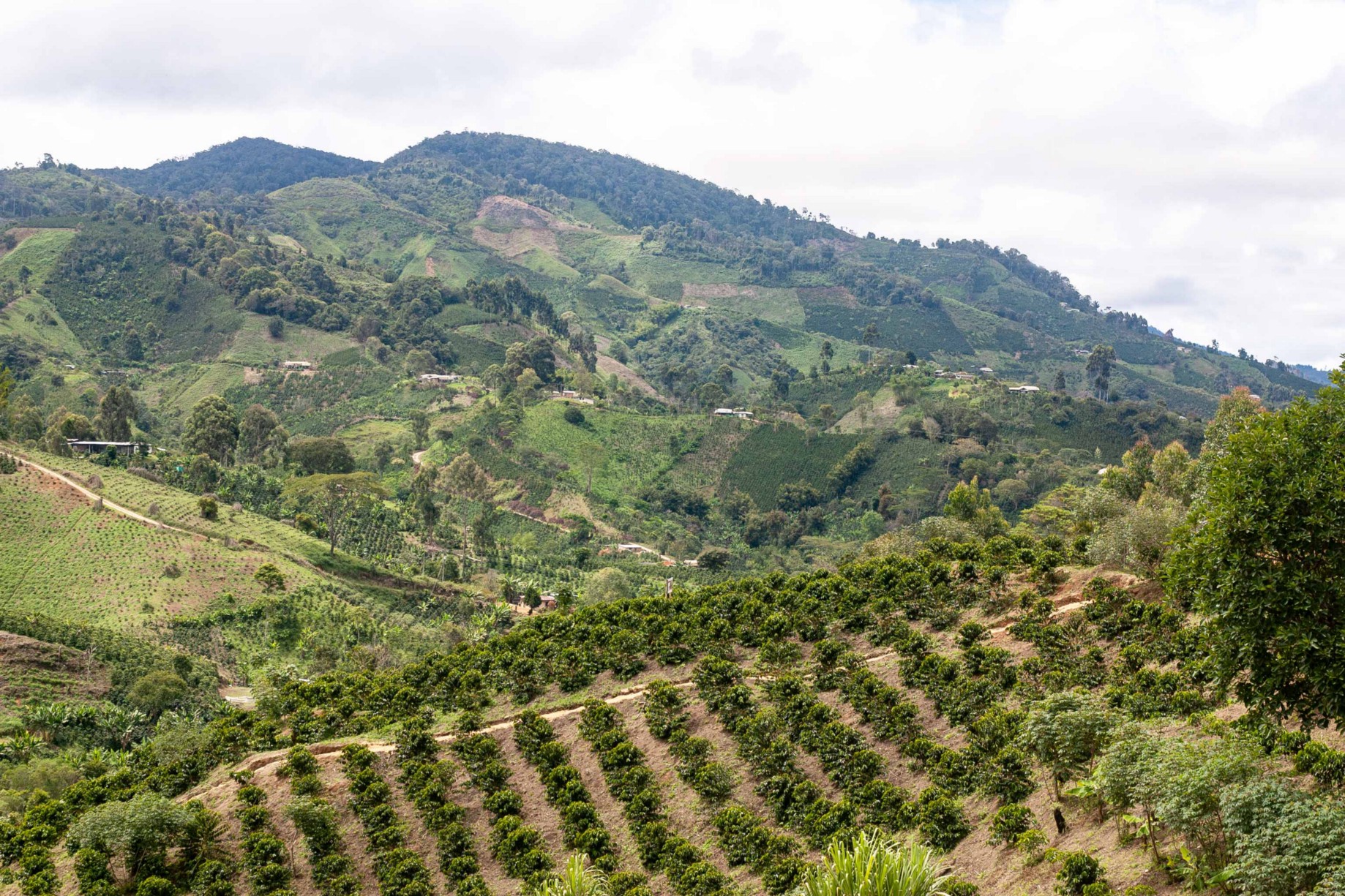 Cà phê Colombia | Giới thiệu về các vùng trồng cà phê chính và đặc điểm hương vị của Medellín và Huila tại Colombia