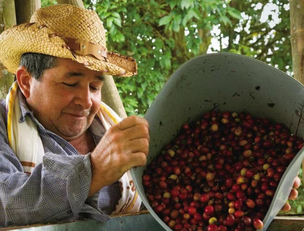 Các vùng trồng cà phê Colombia | Cà phê Colombia washed Huila có phù hợp với người mới bắt đầu pha pour-over không? Đặc điểm hương vị của cà phê Colombia washed là gì?