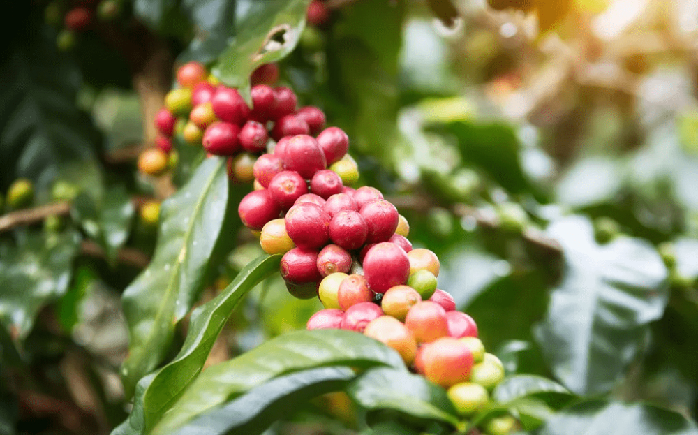 Giá cà phê Colombia｜Hương vị và cảm nhận của hạt cà phê chế biến ướt Huila như thế nào? Cách pha cà phê đen pour-over chế biến ướt Colombia ra sao?