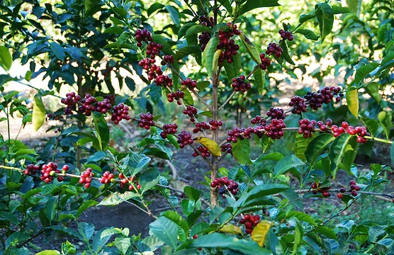 Panama Geisha | Chất lượng hạt cà phê Geisha đỉnh xanh từ Elida Estate như thế nào? Những đặc điểm hương vị của Geisha vô địch BOP Panama là gì?