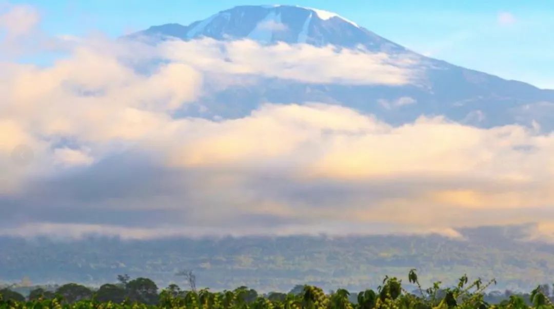 Cà phê Tanzania|Đặc điểm của hạt cà phê Kilimanjaro Tanzania lọt top 10 thế giới là gì