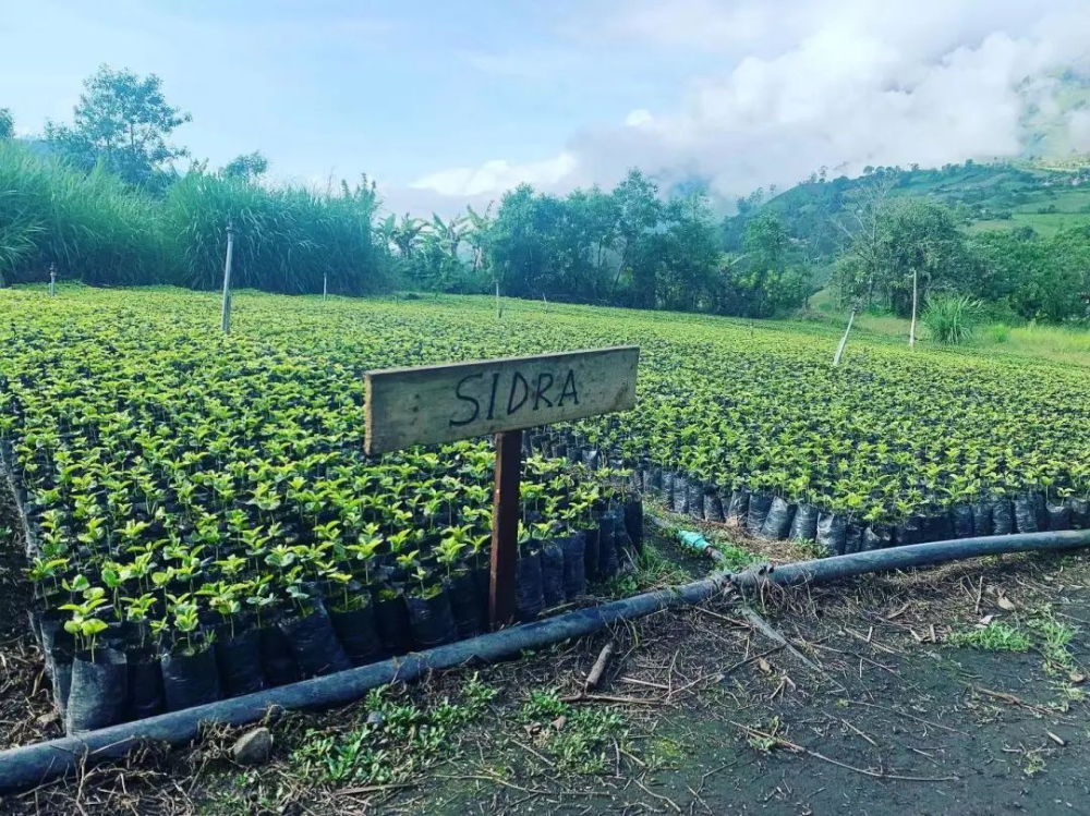 Cà phê hạt Colombia Sidra｜Đặc điểm hương vị của cà phê hạt Sidra chế biến lên men yếm khí phơi nắng và giới thiệu giống cà phê Sidra