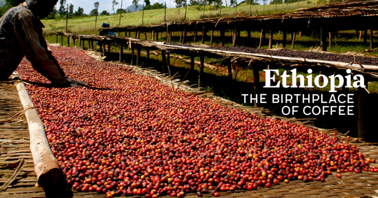 Nhập môn Yirgacheffe Ethiopia: Cách uống cà phê đơn nguyên hương hoa quả chua