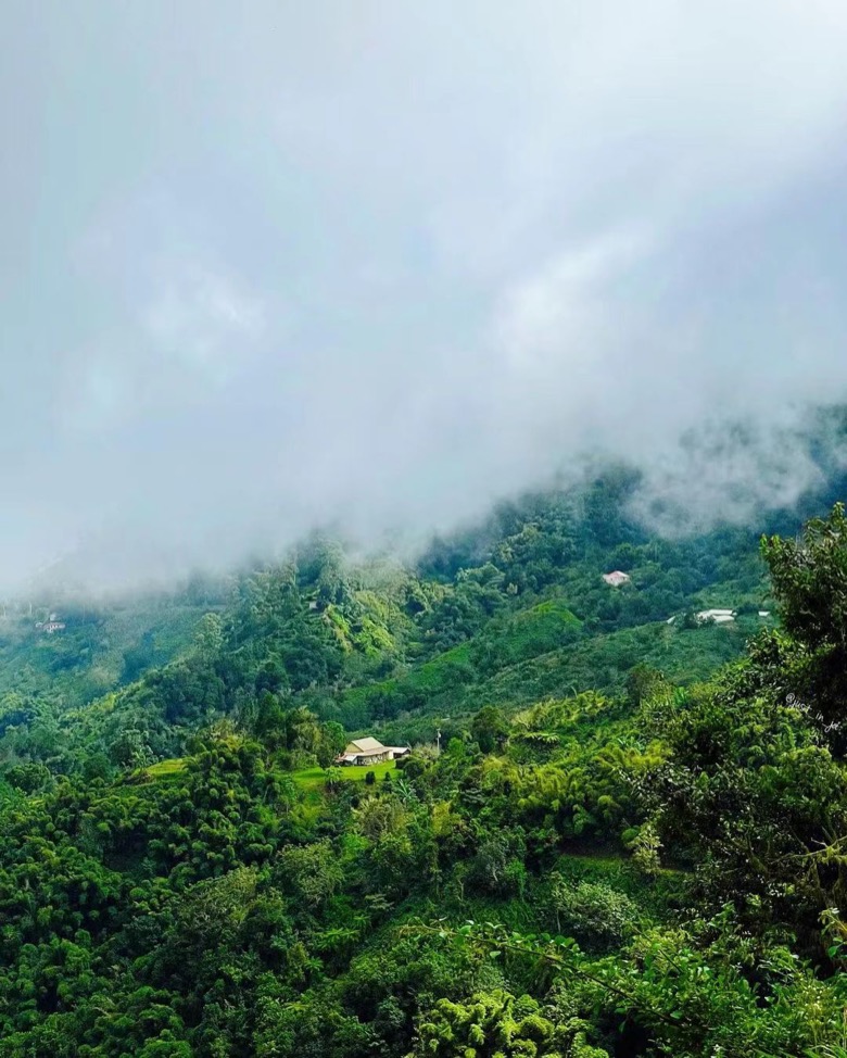 Cà phê hạt Jamaica Blue Mountain số 1: Từ hệ thống chứng nhận đến pha chế hương vị