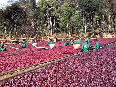 Gợi ý hạt cà phê phù hợp pha máy: Bắt đầu từ sở thích hương vị