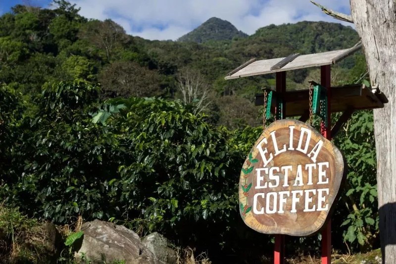 Gợi ý vài loại hạt cà phê phù hợp làm latte: bắt đầu từ sở thích hương vị