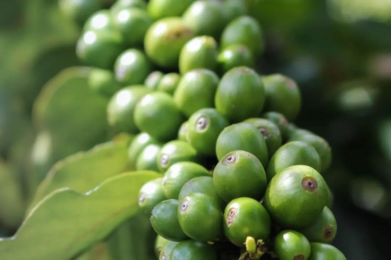 Loại hạt cà phê espresso nào cho nhiều crema?：Bắt đầu từ sở thích hương vị