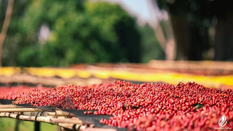 Cách chọn cà phê rang mới: Bắt đầu từ sở thích hương vị