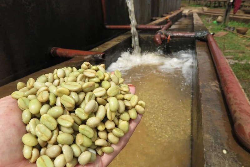 Gợi ý hạt cà phê Yirgacheffe SOE: Bắt đầu từ sở thích hương vị