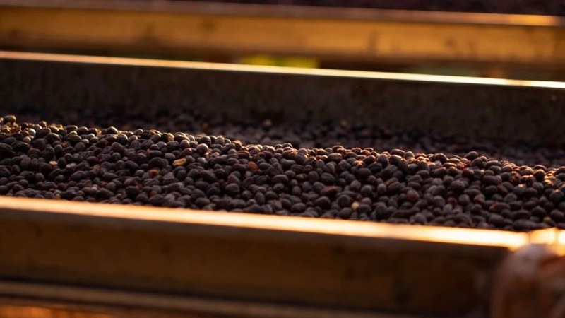 Gợi ý Yirgacheffe có vị chua nhẹ nhàng: Bắt đầu từ sở thích hương vị