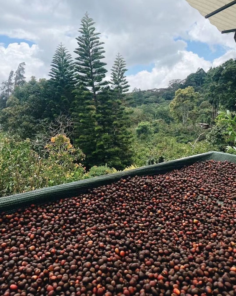 Gợi ý hạt cà phê Brazil ngon: bắt đầu từ sở thích hương vị
