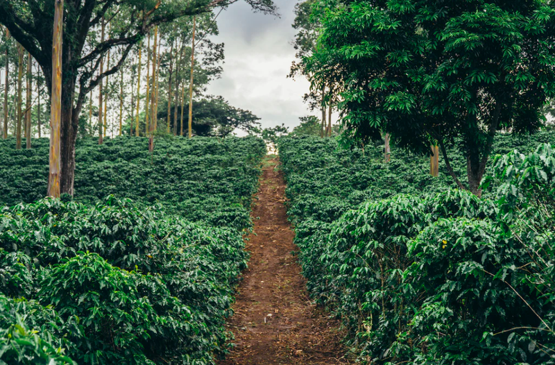 Những loại cà phê hạt Colombia phù hợp cho gia đình: bắt đầu từ sở thích hương vị