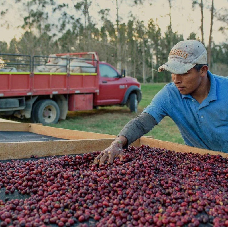 Chọn hạt rang pha phin ít caffeine theo tình huống thưởng thức: từ buổi sáng đến buổi tối