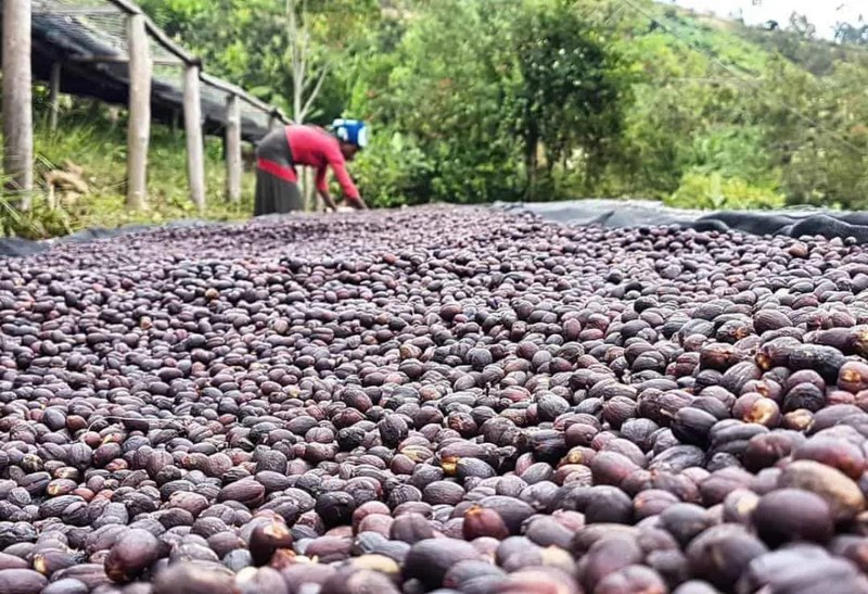 Chọn hạt cà phê pour-over theo tình huống thưởng thức: từ hương hoa quả tươi mát đến vị đậm đà thường ngày