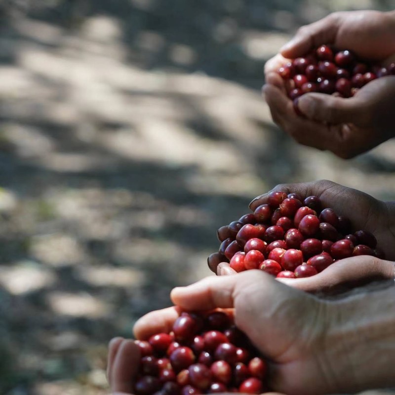 Chọn ba loại hạt cà phê espresso đặc sản theo tình huống thưởng thức