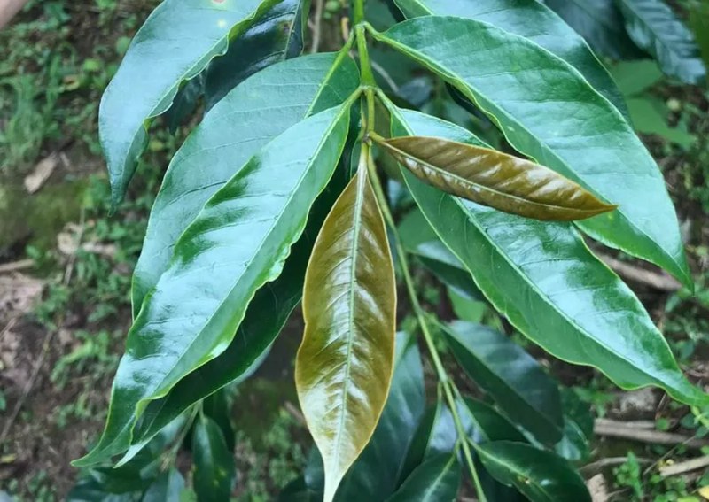 Cách chọn hạt cà phê pha máy espresso pha sữa cho gia đình: từ cà phê đen đến cà phê sữa