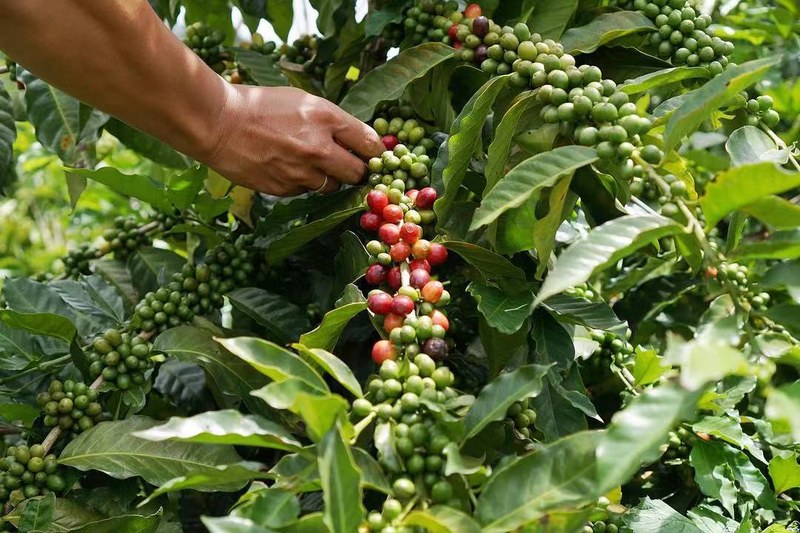 Cà phê pha trộn và SOE loại nào ngon hơn? Từ bữa sáng đến cà phê đá chọn như thế này