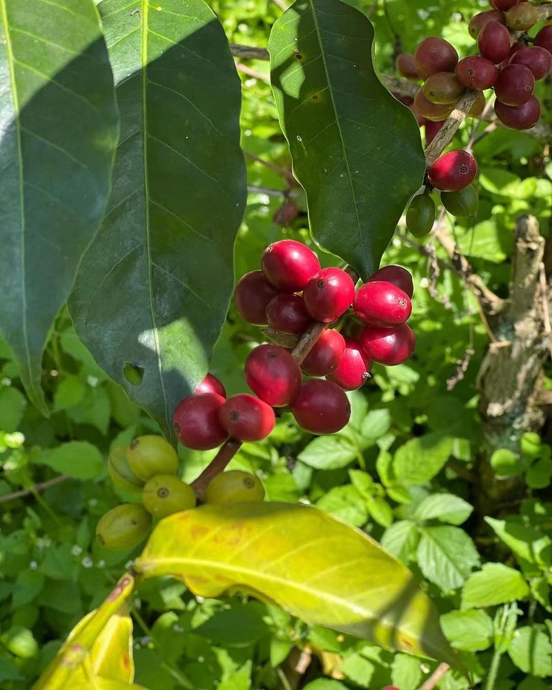 Chọn hạt cà phê cho ấm Moka Bialetti theo từng tình huống thưởng thức