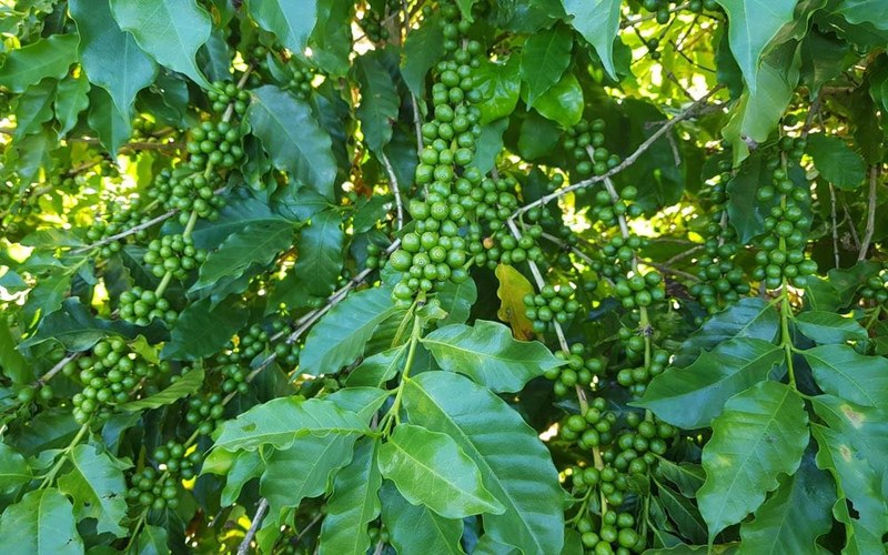 Chọn hạt cà phê cho bình Moka theo tình huống: cà phê đen, thêm sữa và đồ uống đá phối hợp thế nào