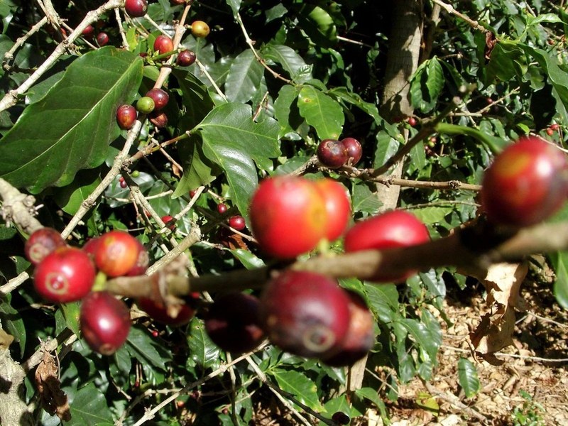 Chọn hạt cà phê Yirgacheffe theo tình huống thưởng thức, mua online và offline như thế này
