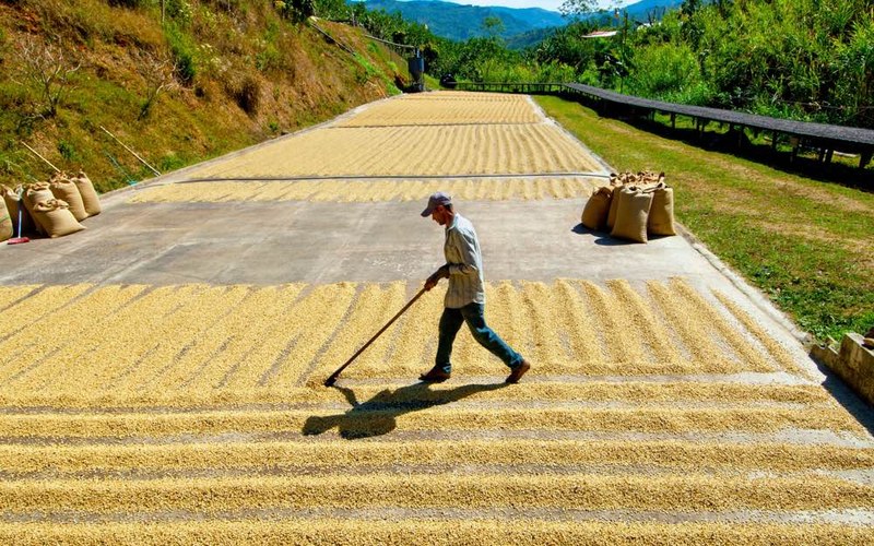 Từ espresso đi làm đến đồ uống đá cuối tuần, chọn blend và SOE như thế này