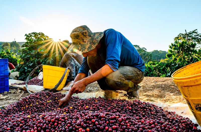 Một tách SOE uống thế nào, rang đậm rang nhạt phối như vậy