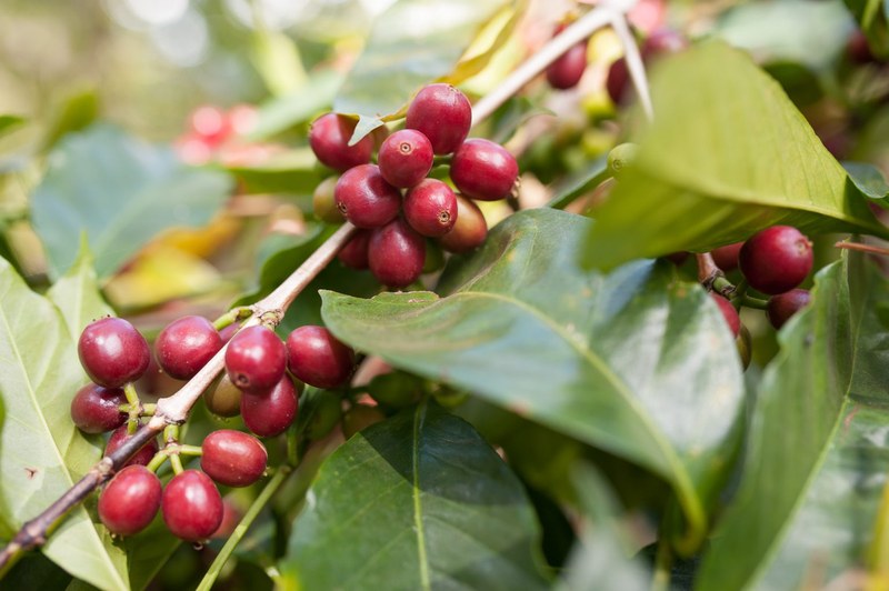 Yirgacheffe SOE: Cách uống vào buổi sáng, lúc đi làm và buổi chiều
