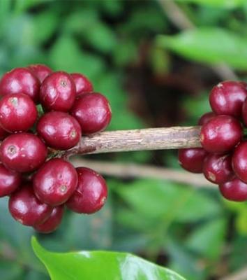 Hoa thơm châu Phi, vị ngọt trái cây Trung và Nam Mỹ cùng cảm giác đậm đà châu Á: phong thổ của hạt rang nhạt