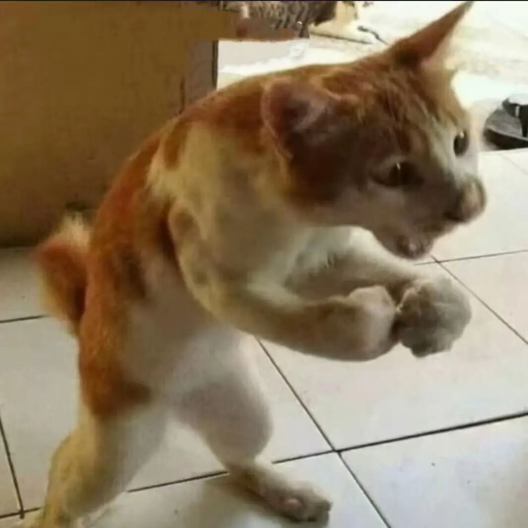 Tại sao hầu hết 