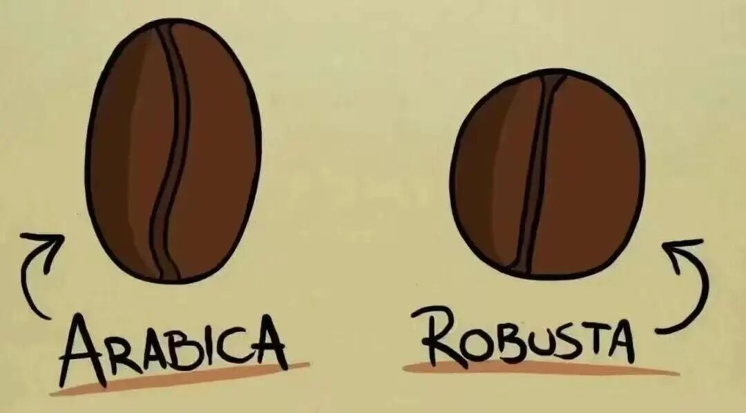 Cà phê Arabica lâu đời nhất có vị như thế nào?