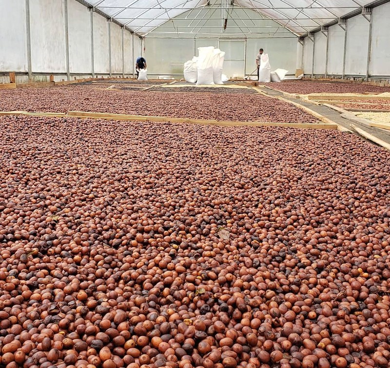 Không thích chua thì khi chọn hạt pour-over, trước tiên hãy xem nó đến từ vùng đất nào