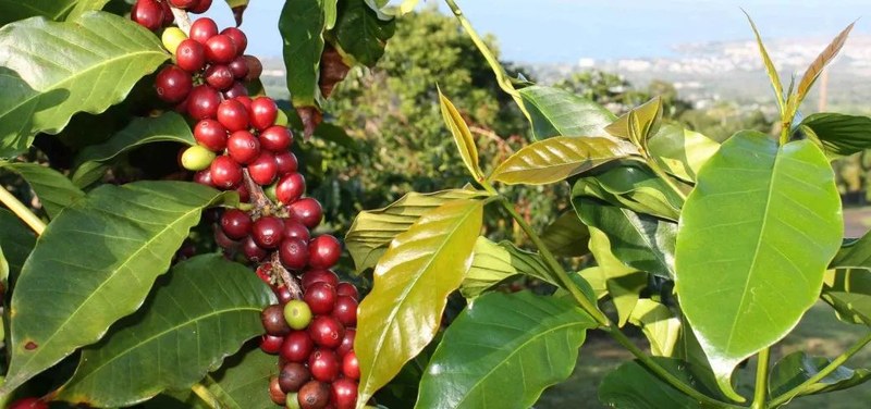 Từ Ethiopia, Kenya đến Mandheling: Sự khác biệt về terroir của hạt cà phê pha phin